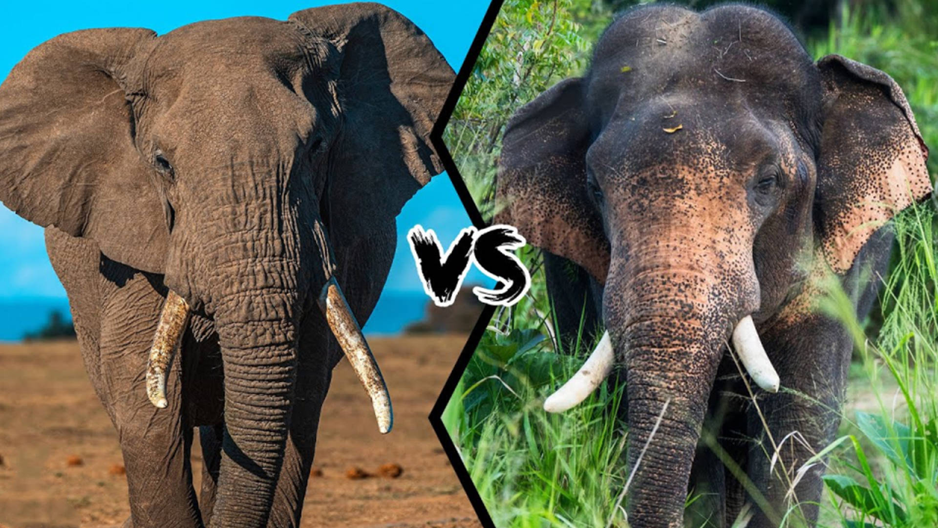 大象vs老虎图片