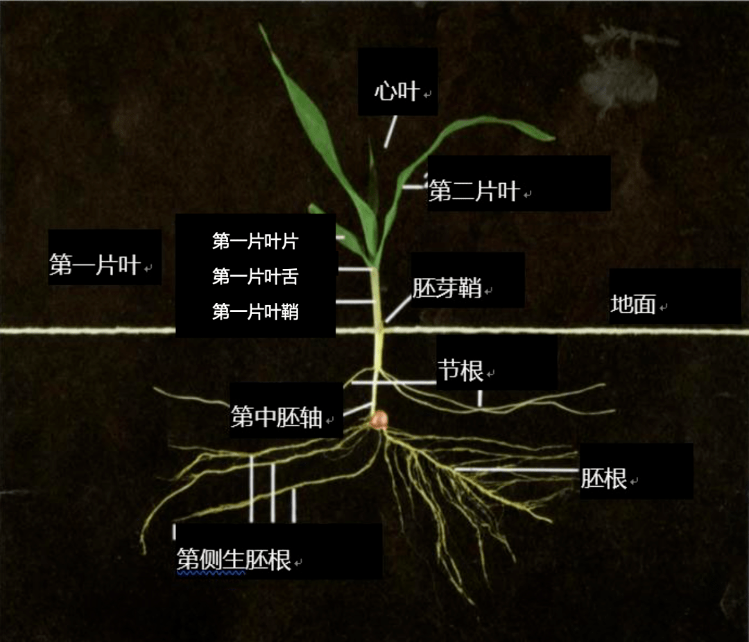 三叶期玉米植株解剖图,显示了叶子依照它们在完整植株上连续交替(从