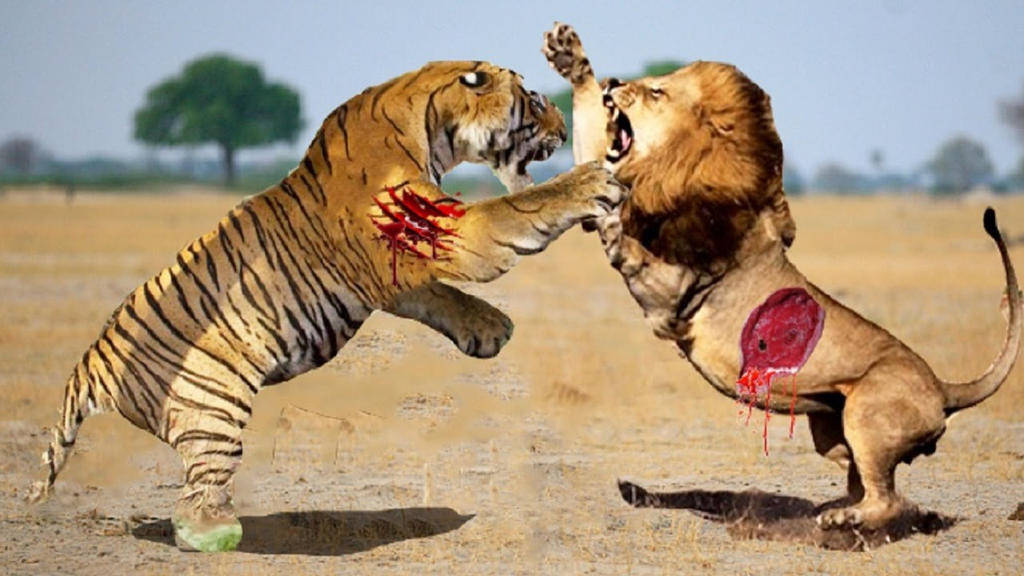 老虎秒杀狮子图片