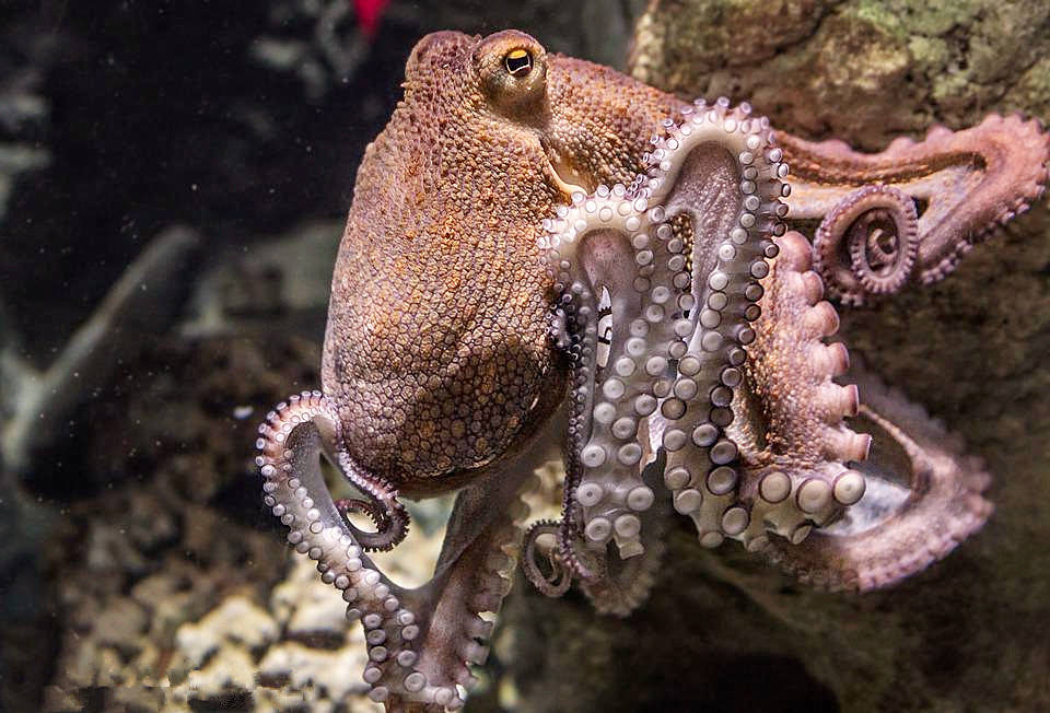 母章鱼产卵后,为什么会很快死去?