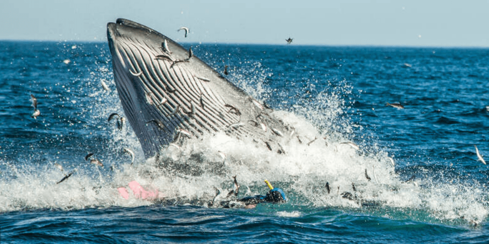 不仅是蓝鲸,海豹,企鹅以及海洋中的大部分生物都会大量捕食磷虾