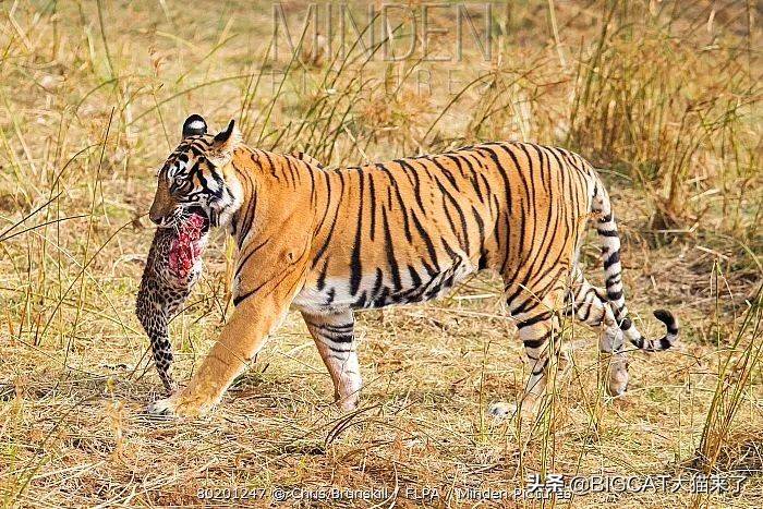 原创印度发生虎豹大战豹子战死什么情况下豹子能杀死老虎
