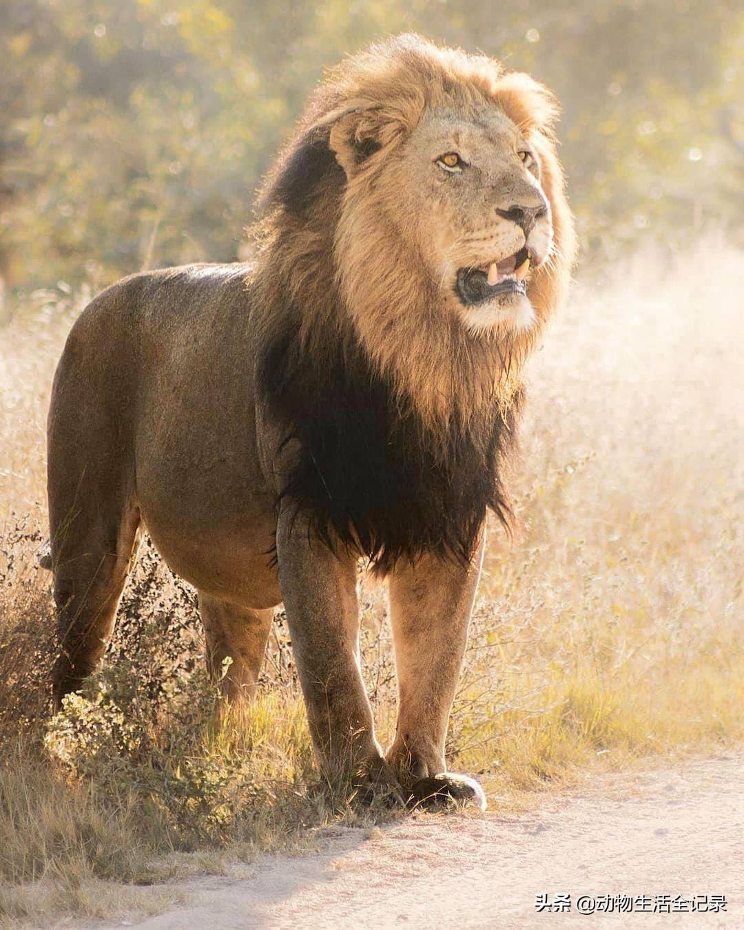 渥哈米雄狮死性不改返回马杰征保护区继续寻找自己的母狮
