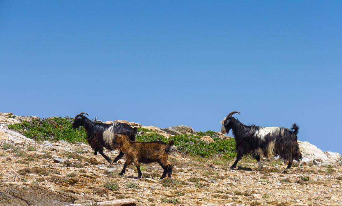 澳大利亚山羊泛滥,花费7万美元仅仅消灭459只,在我国却不够吃_澳洲