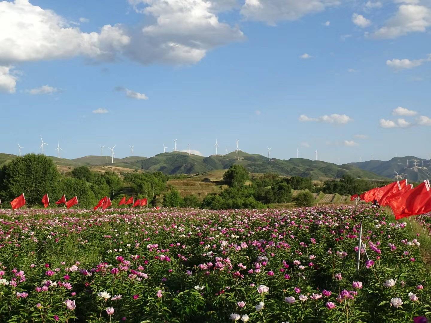 靈丘縣柳科塔地芍藥花節開園全域旅遊鮮花綻放_柳科鄉_遊客_鄉村