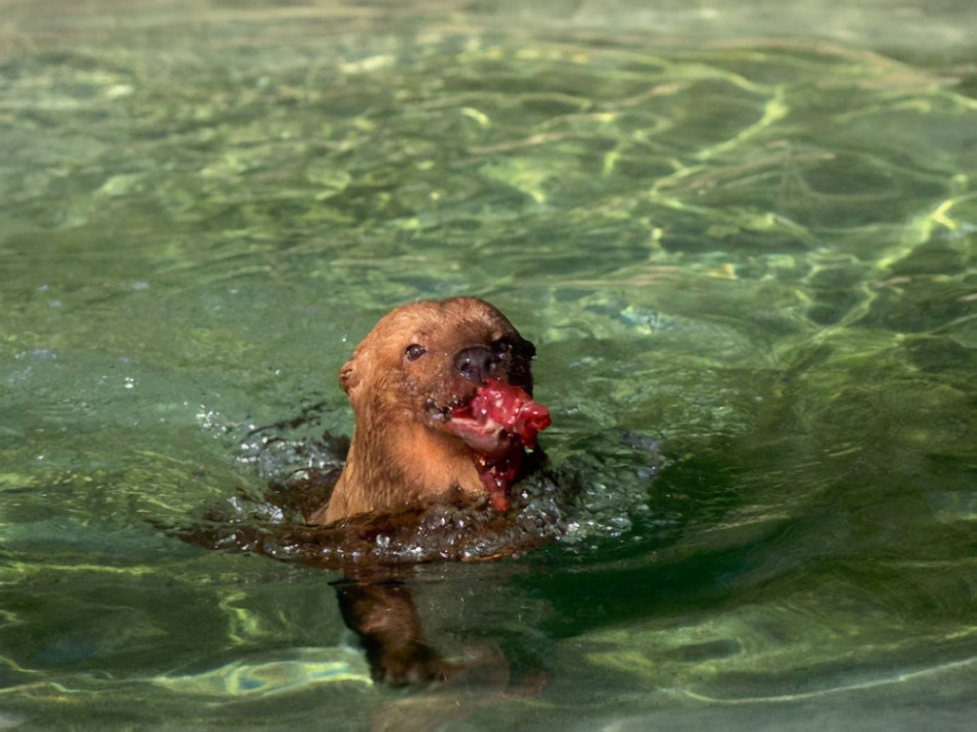 南美水狗像长着蹼的平头哥体型娇小敢猎杀500斤美洲貘