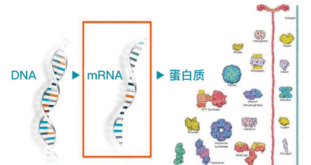 基因"命中注定"?mrna药物"逆天改命"!_细胞_蛋白质_疫苗