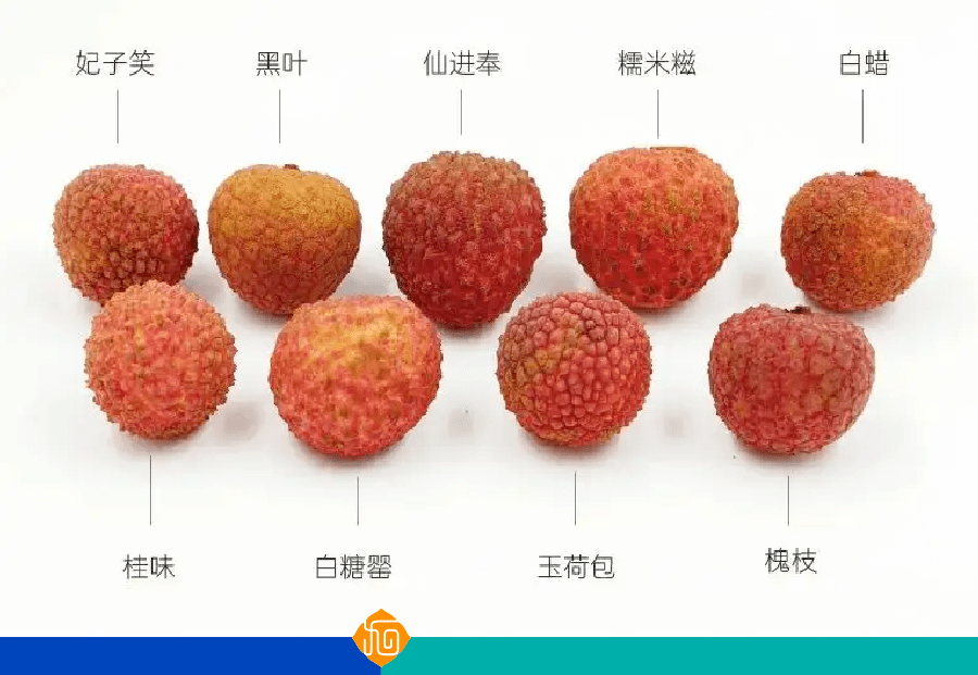 瓤肉莹白如冰雪,浆液甘酸如醴酪:古代吃货是如何炫荔枝的?_吃法_广东_杨贵妃