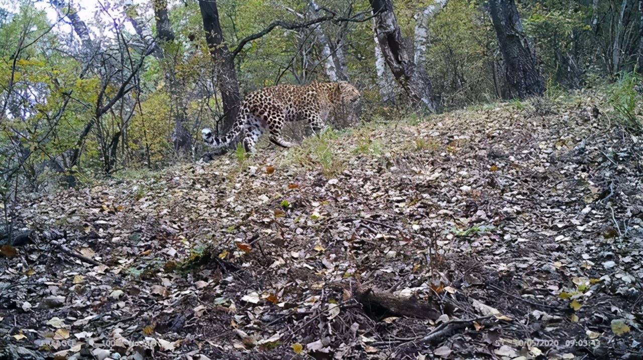 原創金錢豹從動物園中逃脫有可能會躲在哪裡為何一定要找回來