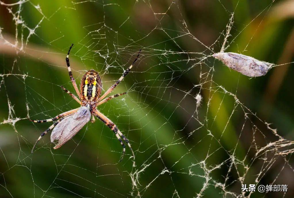 好胜金蛛相食存2大疑点_蜘蛛_螳螂_动物