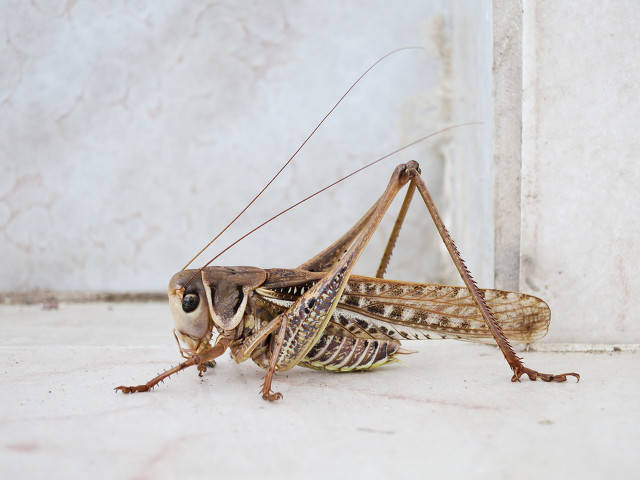 蝗虫是不完全变态昆虫包括卵,成虫,若虫三个阶段蝗虫,属直翅目,包