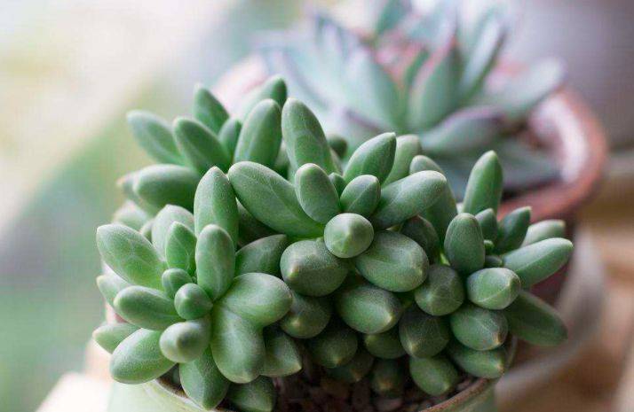 乌拉克拉兼具暗黑系和暗纹系特点的多肉有它养啥千代田之松