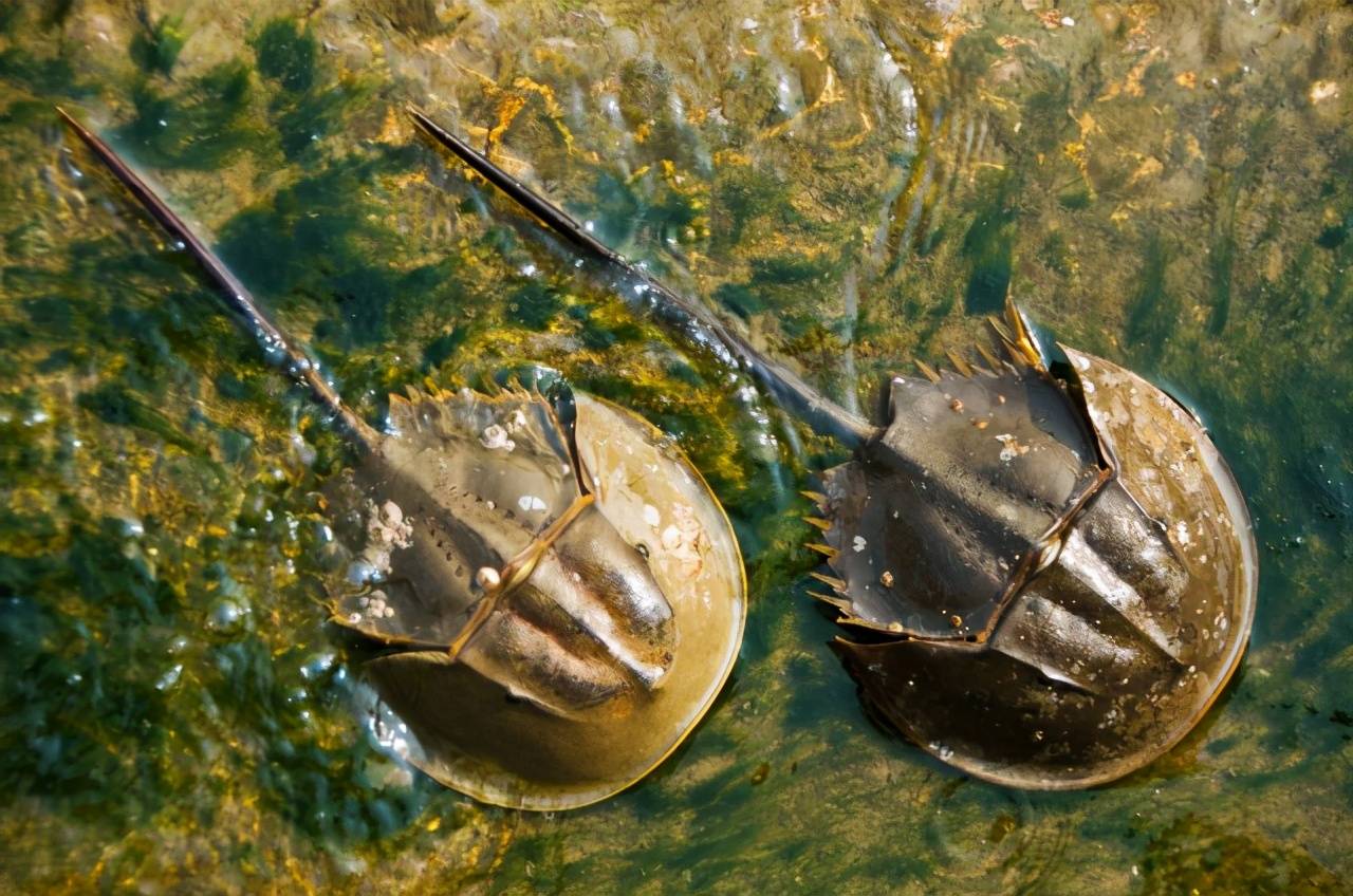 十大远古海洋生物图片