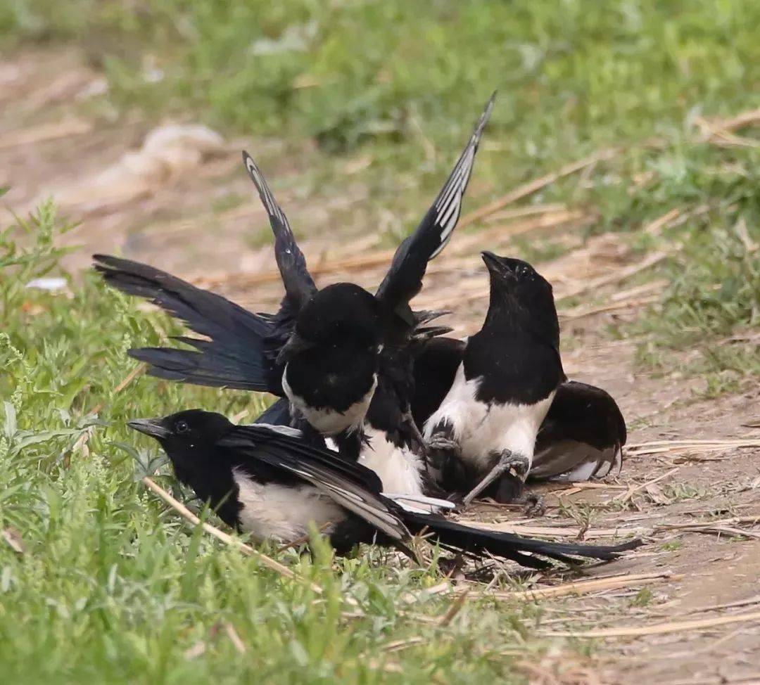 秦岭一只朱鹮正在巢中抚育幼鸟，3只喜鹊来到巢边，想“鹊占鹮巢”