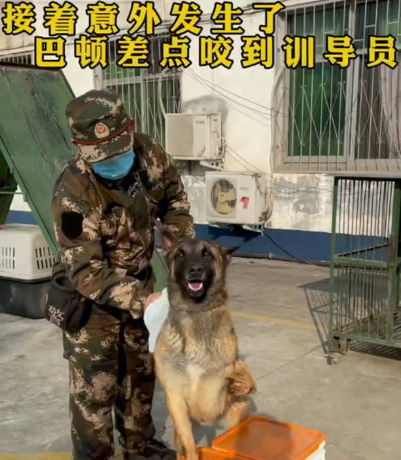 同样是警犬,同一警队的巴万明显就比巴顿乖得多,甚至连陌生的粉丝也