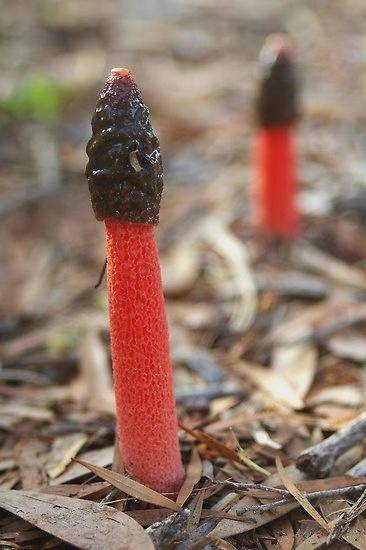 原创山里人与蛇有关的事棒棒蛇会跳长虫苗子腥臭无比被蛇吓腿软