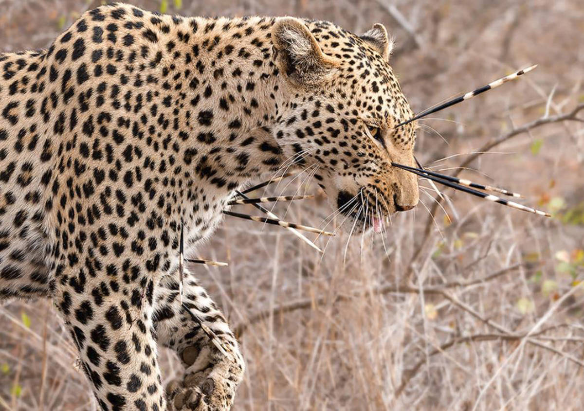 原创豪猪身披带刺铁浮屠的豪侠刺客有何本领让猎食者望而生畏