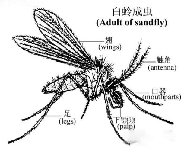 白蛉与蚊子区别图图片