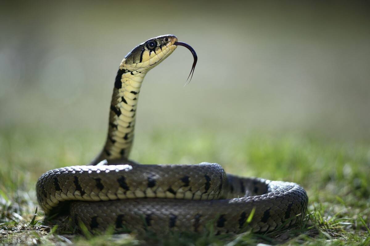 原创以蛇为师母狼带领一群狼崽向蛇学习水陆空的猎捕必杀技