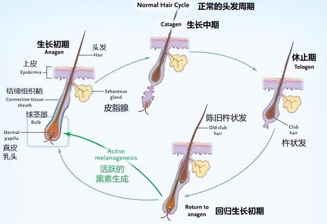 脱发难题已攻克,细胞外泌体 (exosome) 促进毛囊生长,解决脱发难题