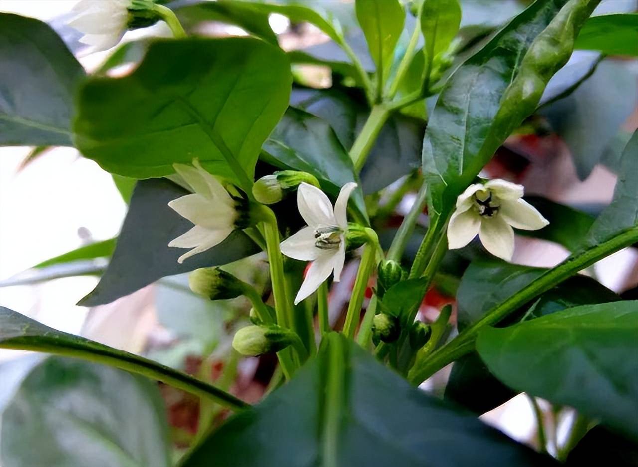 辣椒开花到采摘要多少天