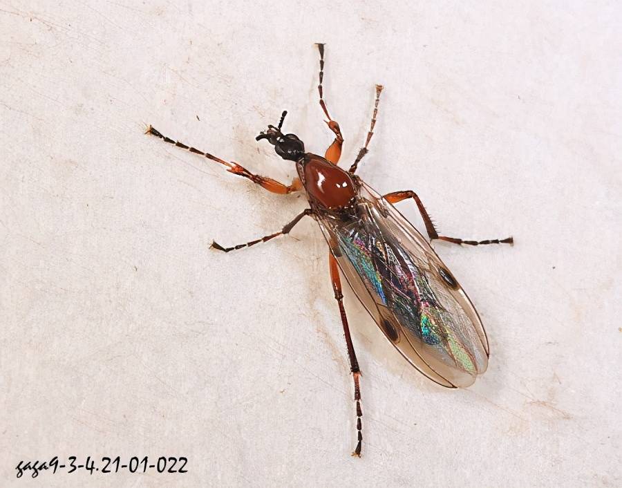 蚋有两个薄膜状的翅膀,长而有关节的腿,大眼睛和小触角.