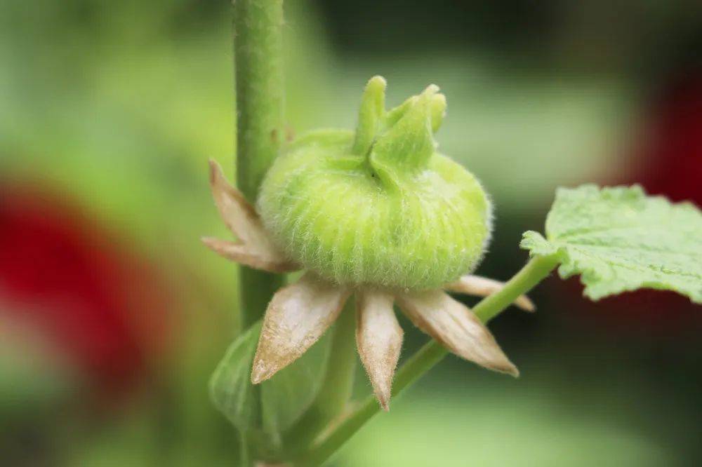 蜀葵即将成熟的果实蜀葵的生命力极强,很耐寒,在华北地区基本上都可以