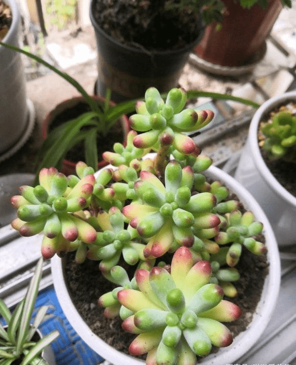 夏天养多肉能不能晒出状态肯定不能严重的会被晒死