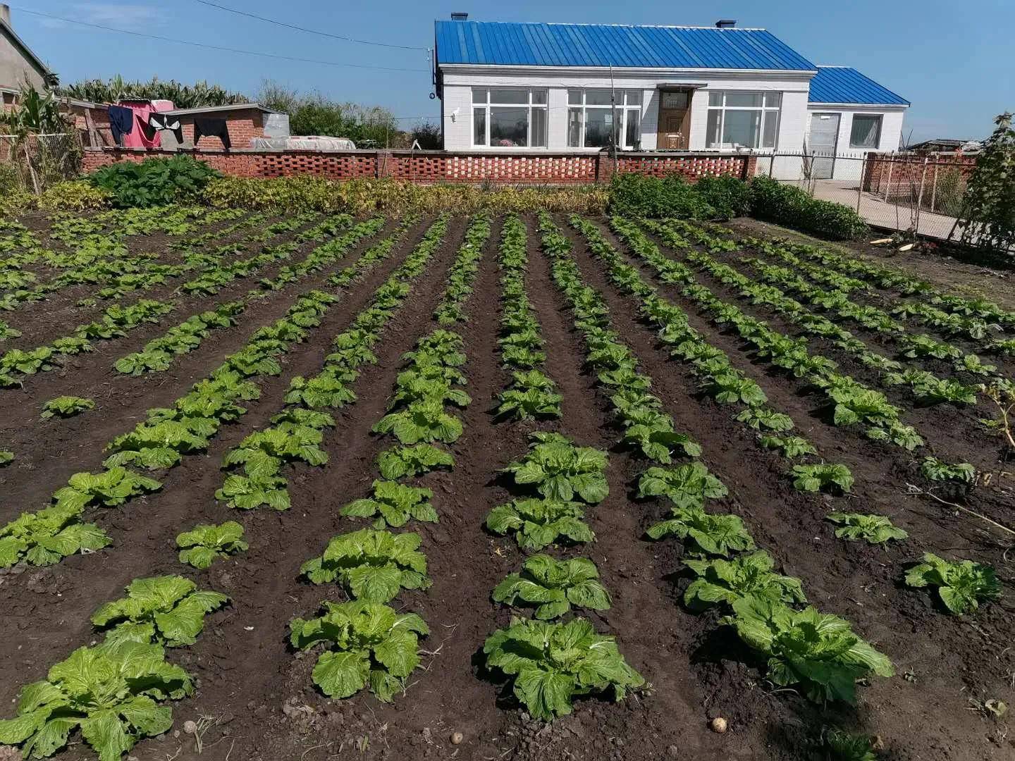 黑龙江拜泉县庭院经济致富一方群众