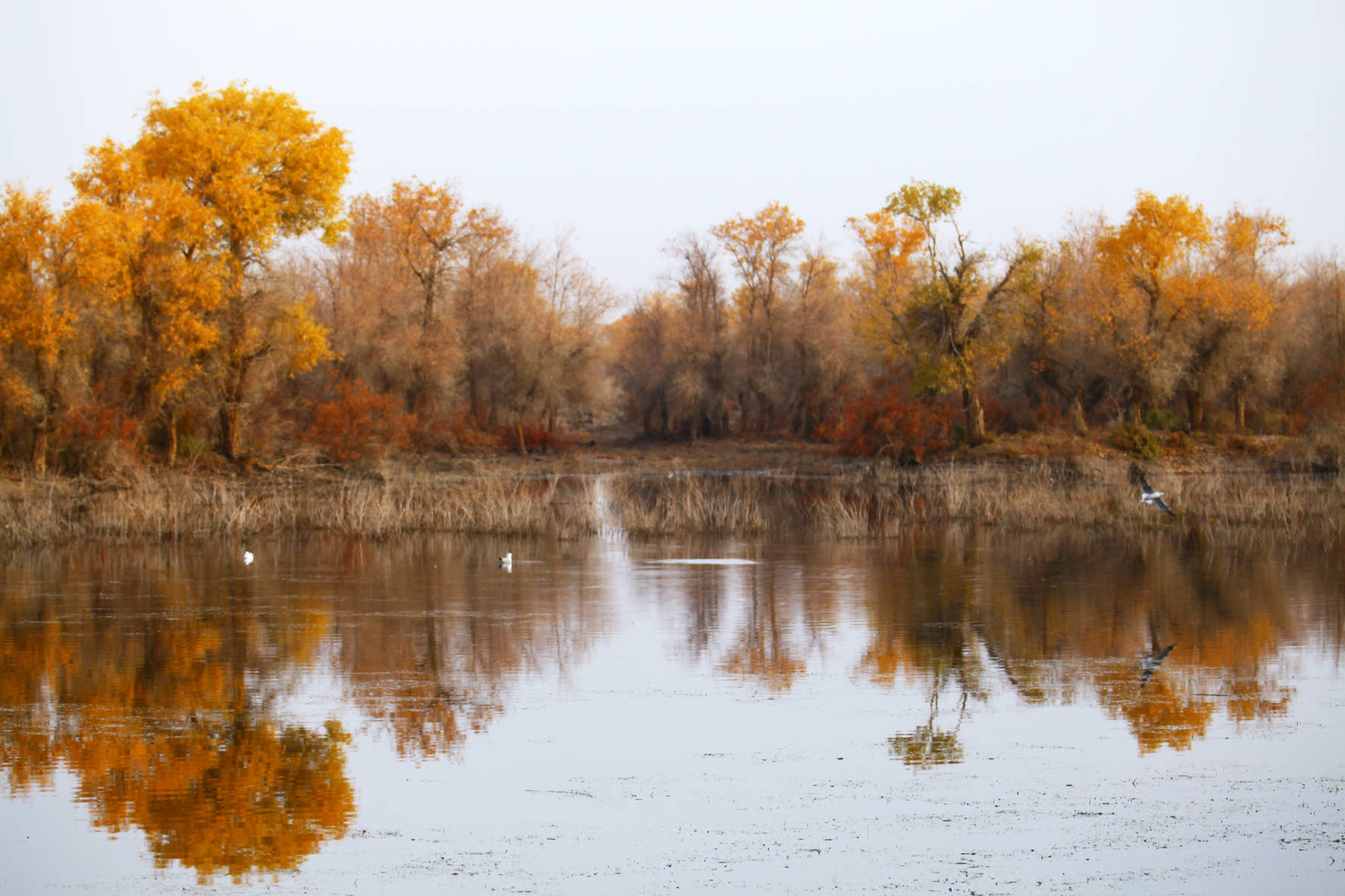 新疆沙雅大寨水库的秋色(1)_鸟儿_胡杨林_鱼鹰