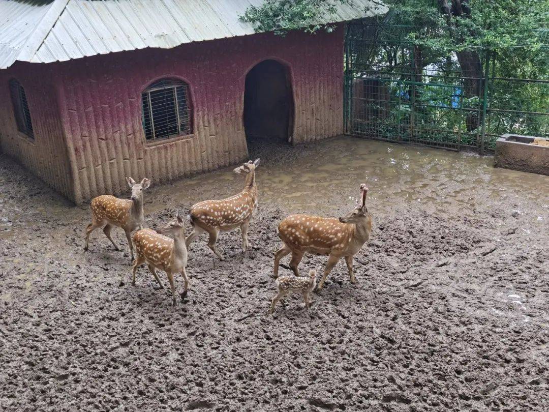 新添了4只梅花鹿宝宝个旧市动物园
