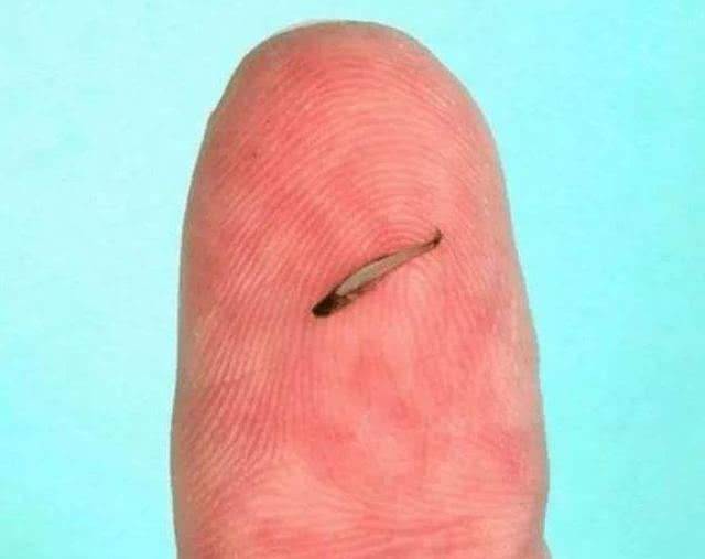 原创世界上最小的五种动物第一名只有字母和数字组成的名字