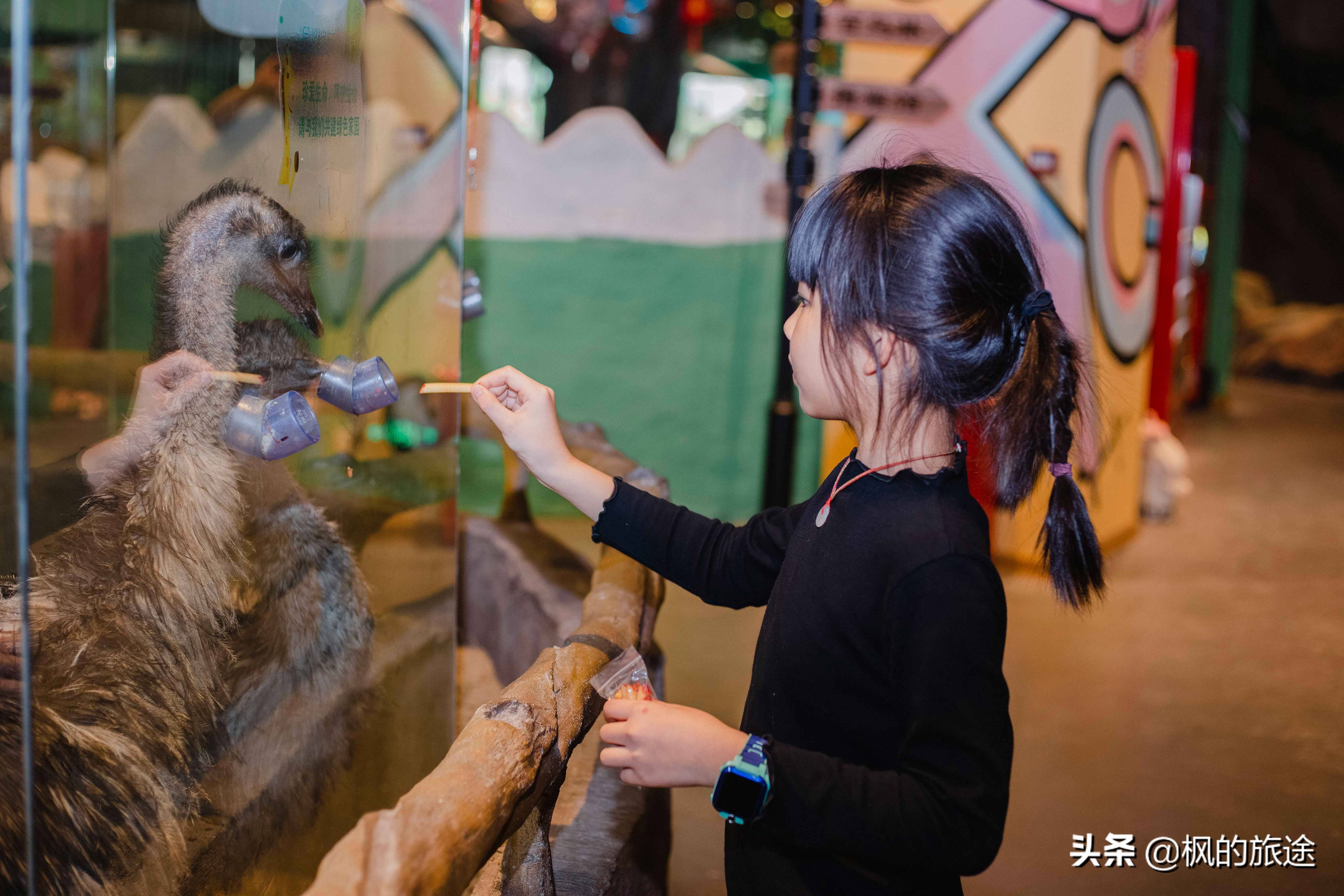 原创深圳宝安最大的室内动物园与萌宠零距离接触在城市亲近大自然