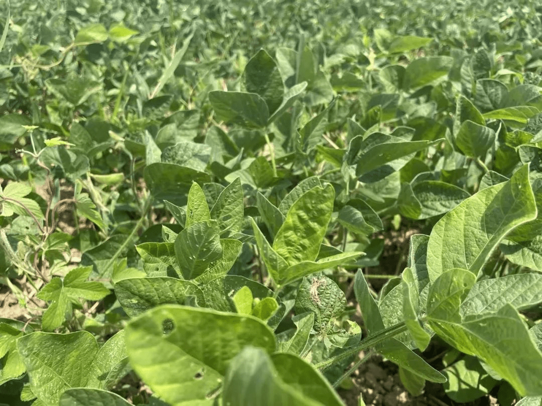 老相食太湖绿色鲜食毛豆基地丰收在望