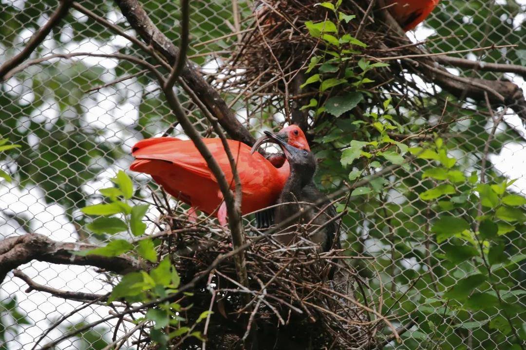 原創三年終有小寶寶上海動物園的美洲紅䴉首次自然繁殖成功