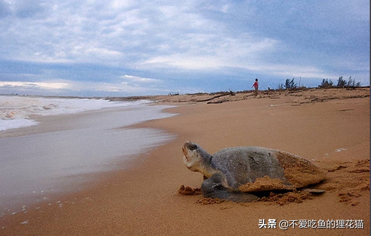 原创海洋中的大型爬行动物数量逐渐减少的海龟