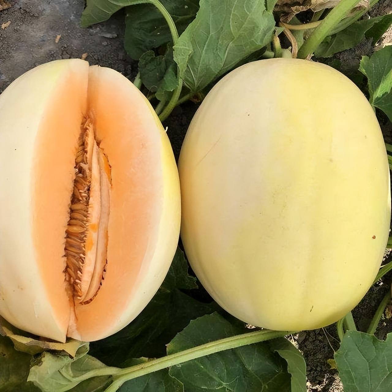 厚皮甜瓜秋延后栽培技术,做好这几点,才能高产