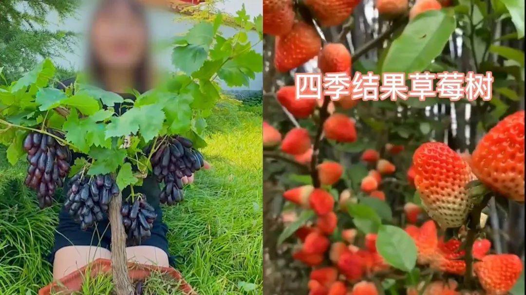 创建天府旅游名县｜绵竹的山竹在土里、草莓改树上…直播带货能有多魔幻？