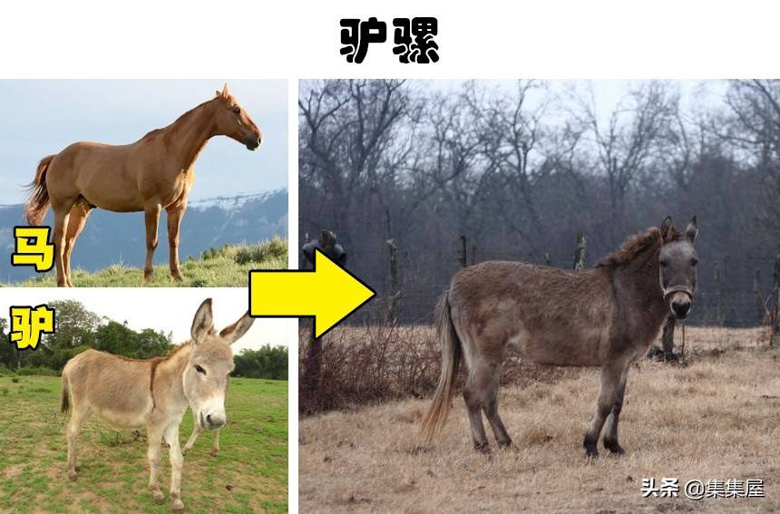 骡子是公驴和母马的杂交,而驴骡是公马和母驴杂交的结果