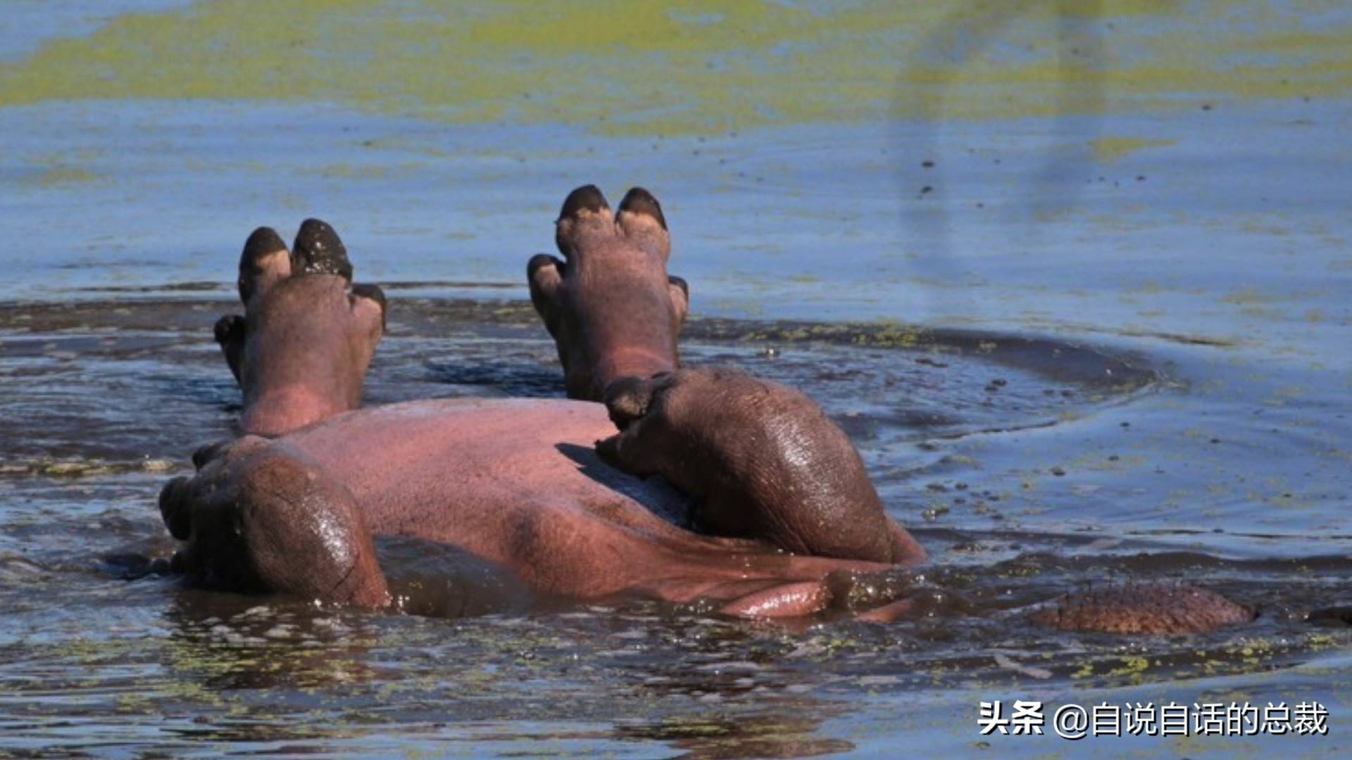 河馬非洲有一種神獸上岸能夠生吞獅子下水可以咬爆鱷魚