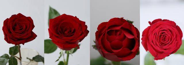 原创             玫瑰花品种丰富，不知道怎么选的快戳进来！