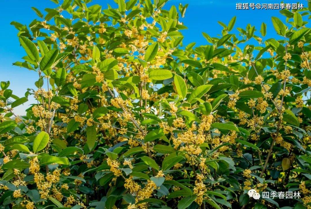 在文化上与紫荆有关的植物 桂花 荆花 木犀 丹桂