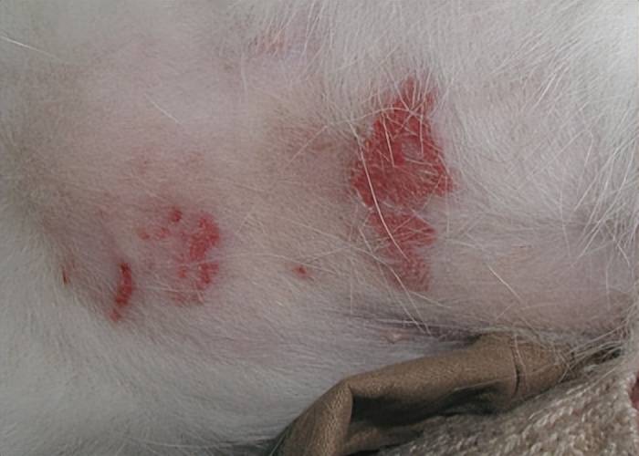 ② 斑块除了嘴唇,肉芽肿有时也可能长在猫咪的口腔内,大腿,爪垫上