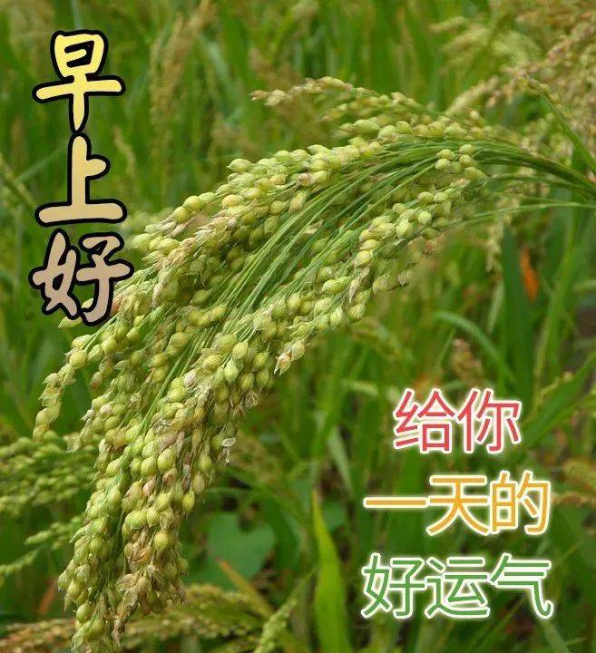 原创6月21日非常好看的夏至早安早上好图片夏至漂亮早上好祝福语图片
