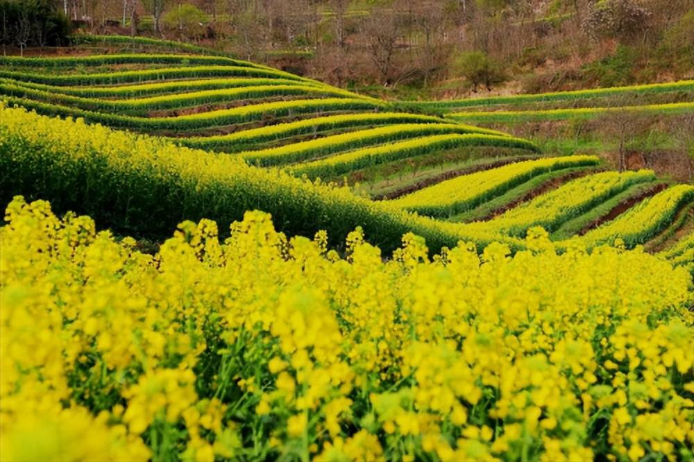 新晋近郊游网红地茵香花海翻地又添新