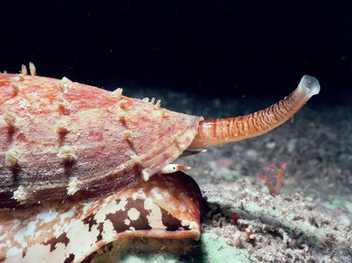 但是实际上它们的生活模式截然不同,有毒的锥形蜗牛一般在昼伏夜出,在