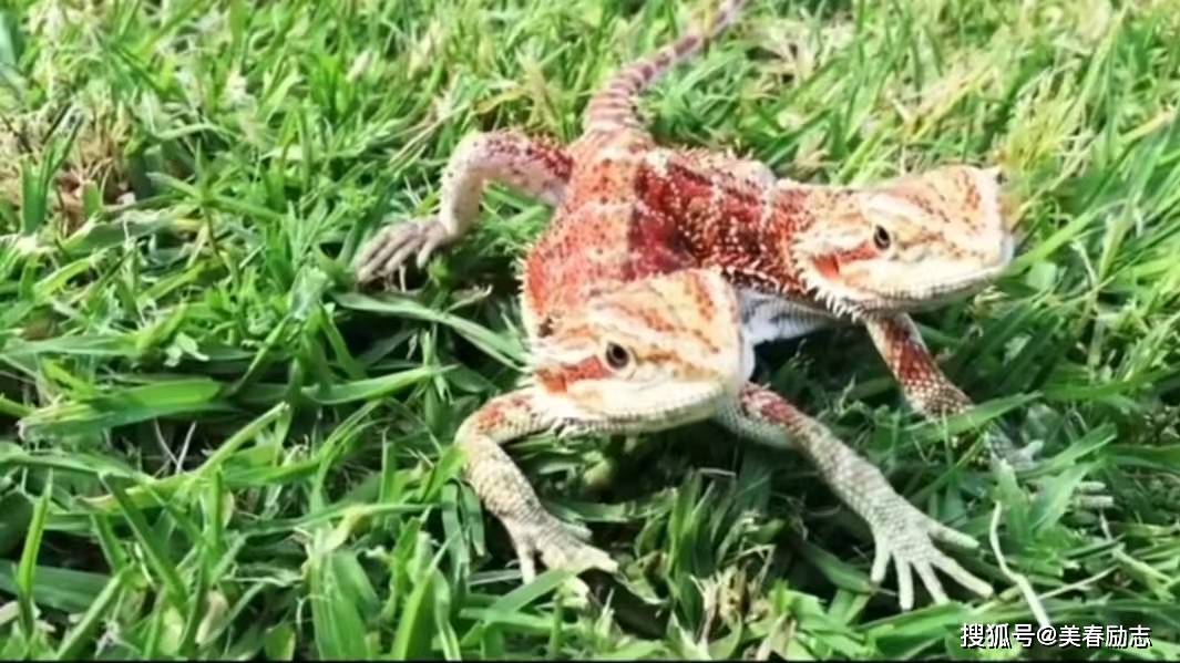 8种真实存在的双头变异生物犹如科幻电影你认识几种