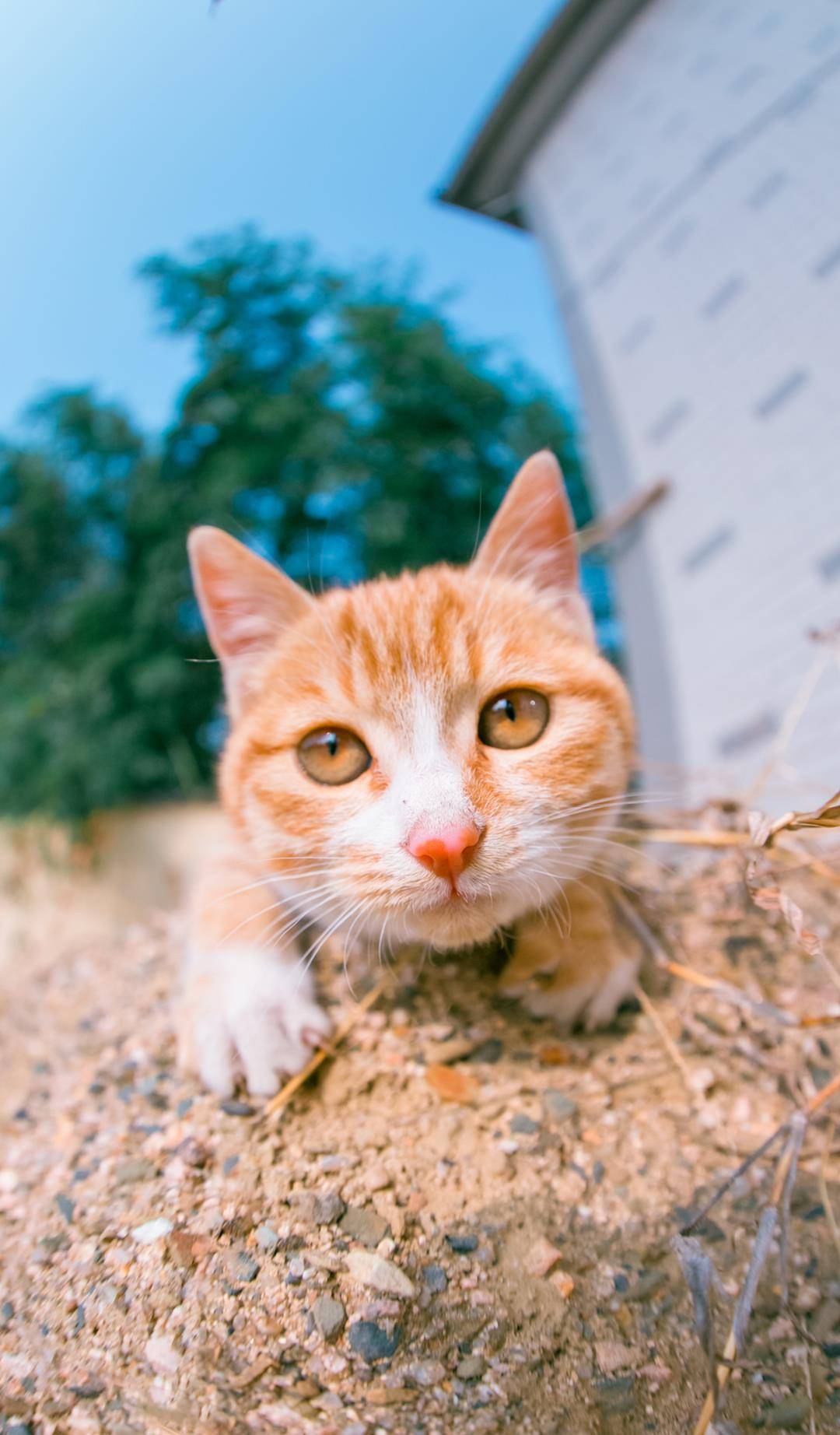 原创农村里的小橘猫长得好看又顽皮上树刨沙滚菜园无所不玩