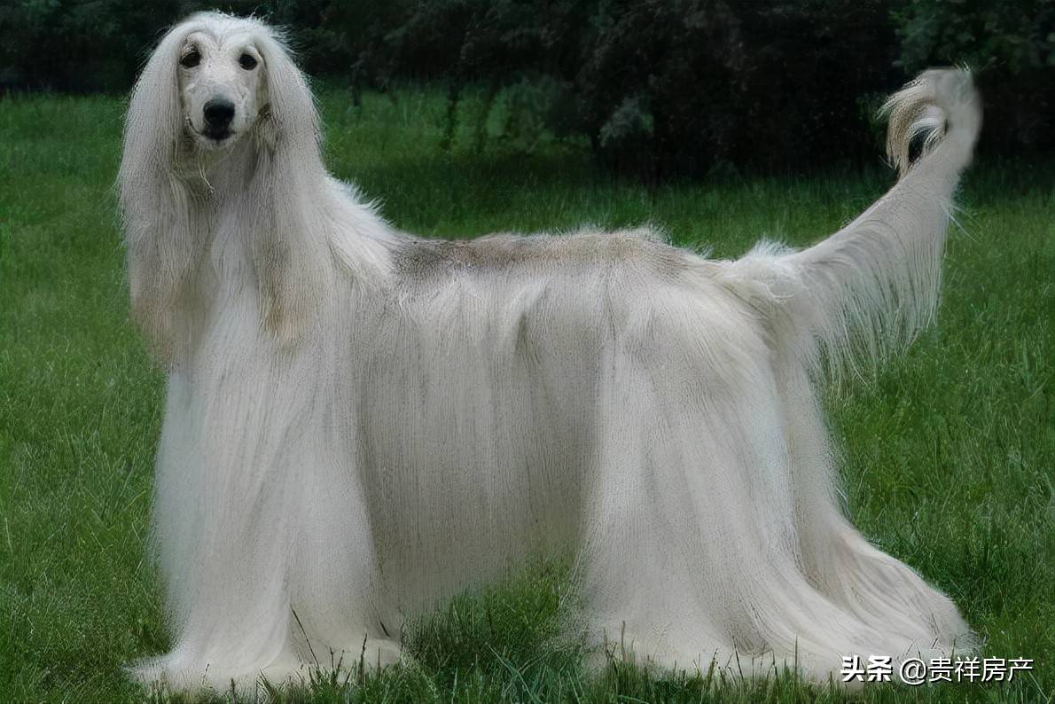 原创世界上十大毛最长的犬阿富汗猎犬第一西施犬上榜