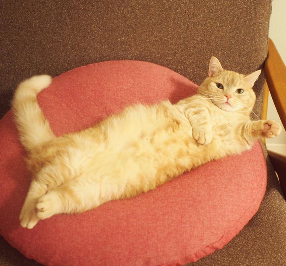 什么样的橘猫最漂亮不肥不胖的橘猫才是最可爱